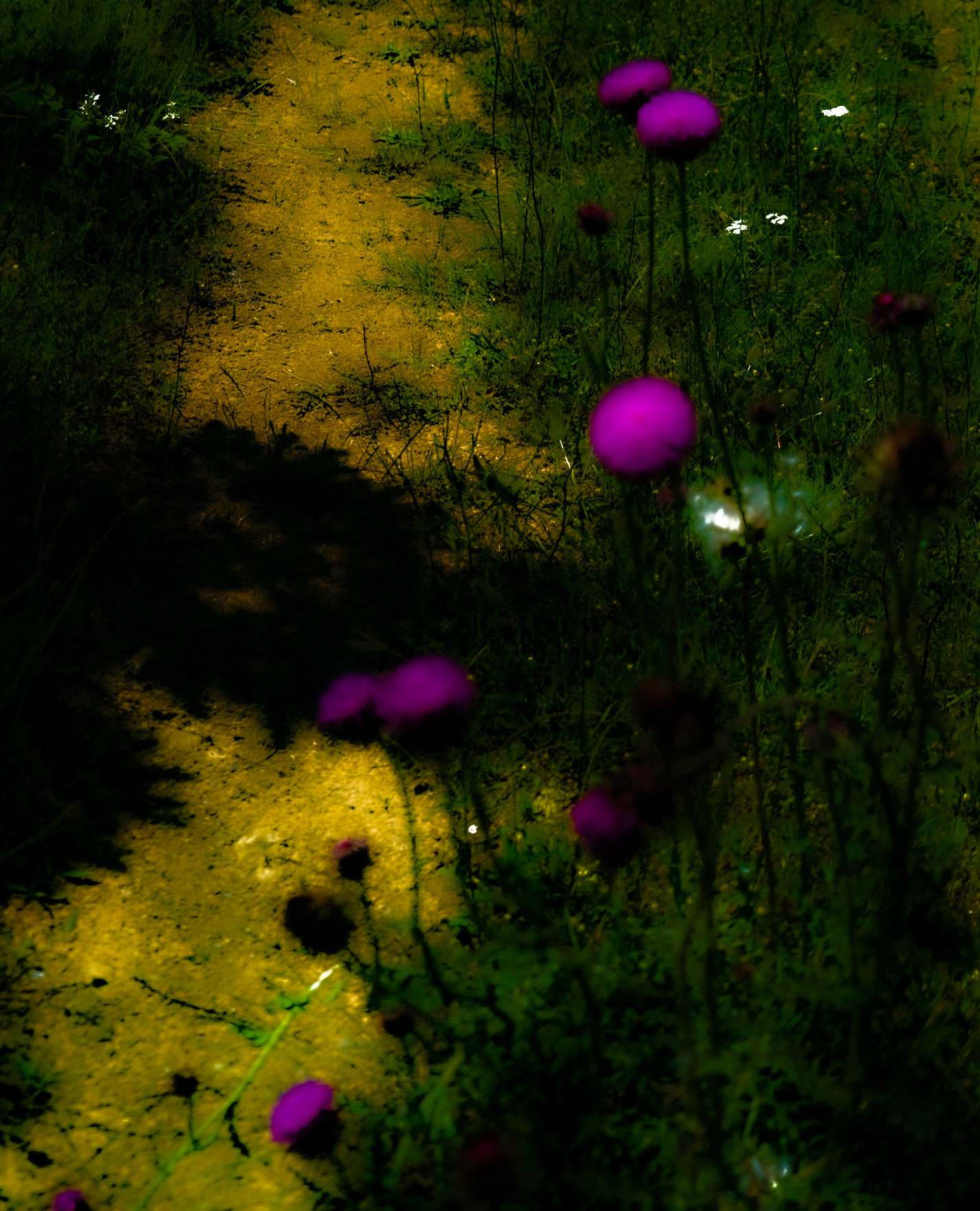 Ezili forest: track and pink thistles