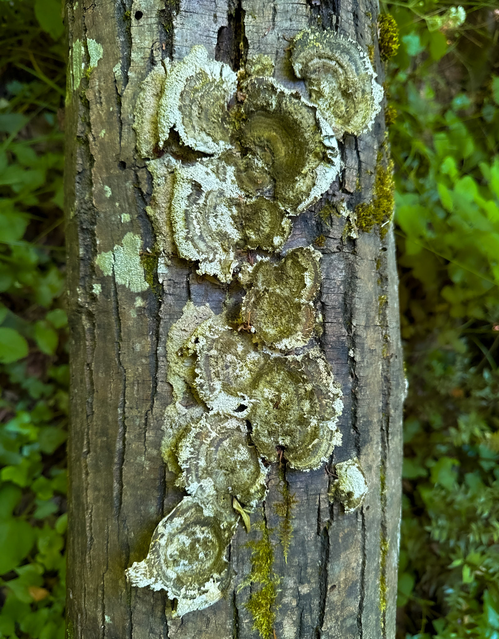 Kılıçlı southeastern stream walk: green tree fungus