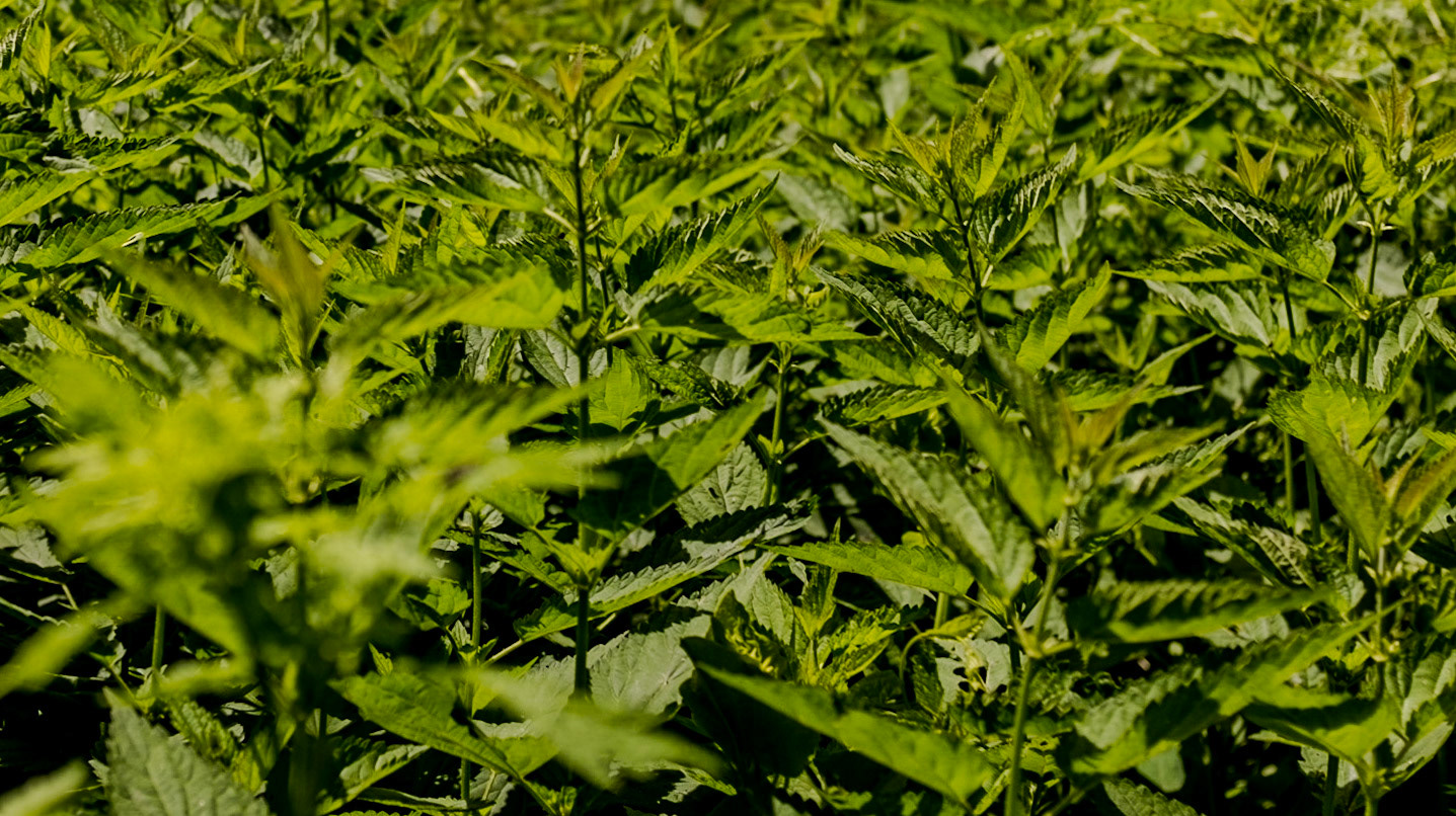 in the shallow Sazlıdere valley between Baklalı and Dursunköy: common stinging nettles