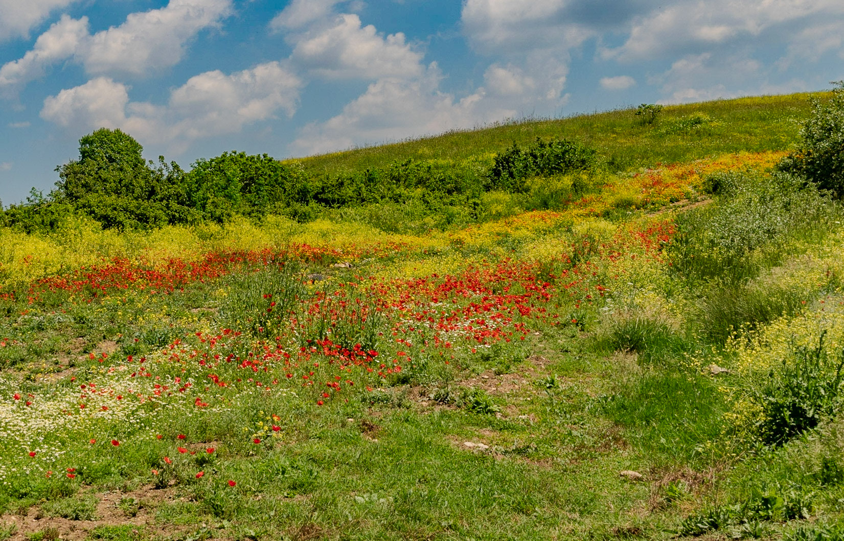 Filiboz: at the base of Kocabayır Hill passing through a meadow full of poppies in flower
