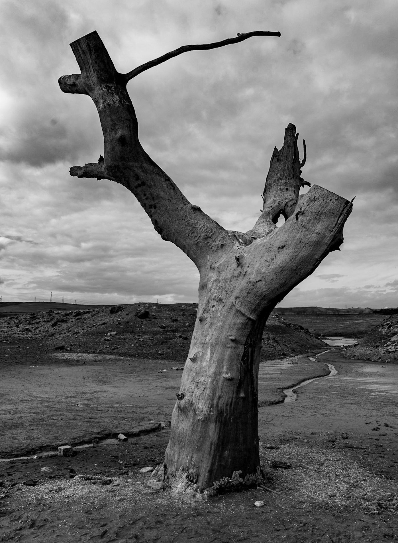 Şamlar: long-submerged and long-dead plane tree in the almost-dry Sazlıdere reservoir bed south of the village