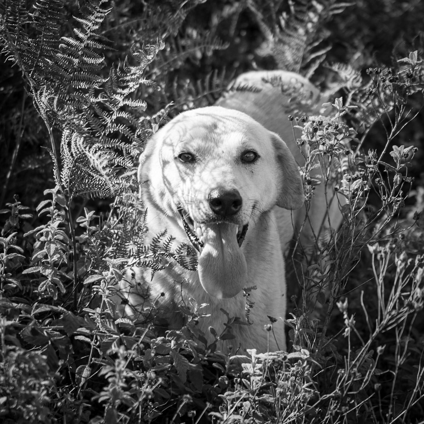 Nazik forest: a daydog