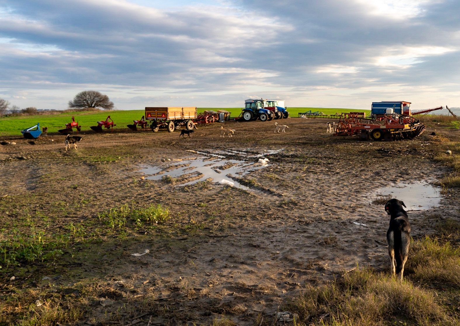 between Tahtakale and Bathonea: Istanbul Veternary Farm - residence for many feral dogs