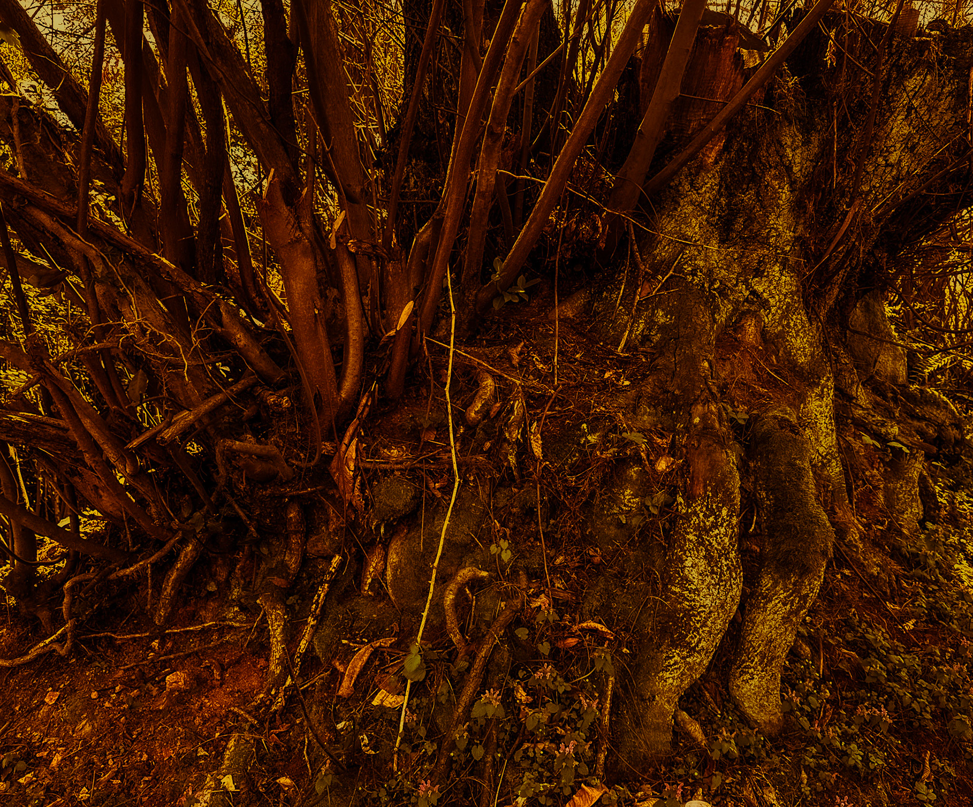 Akbaba northern forest: old tree