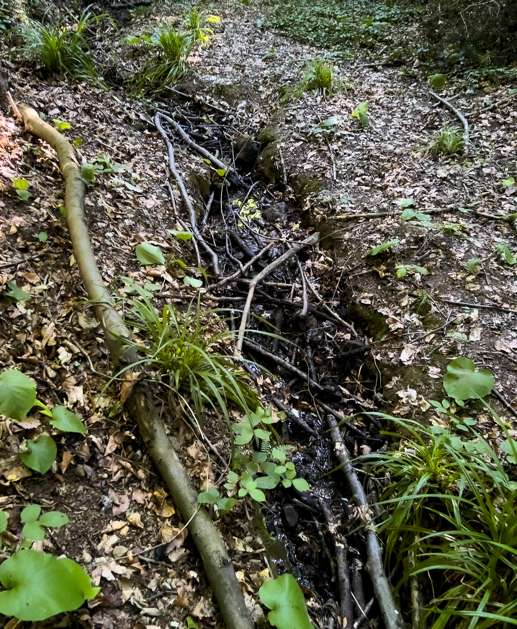 one of Deǧirmen’s western tributaries: bed