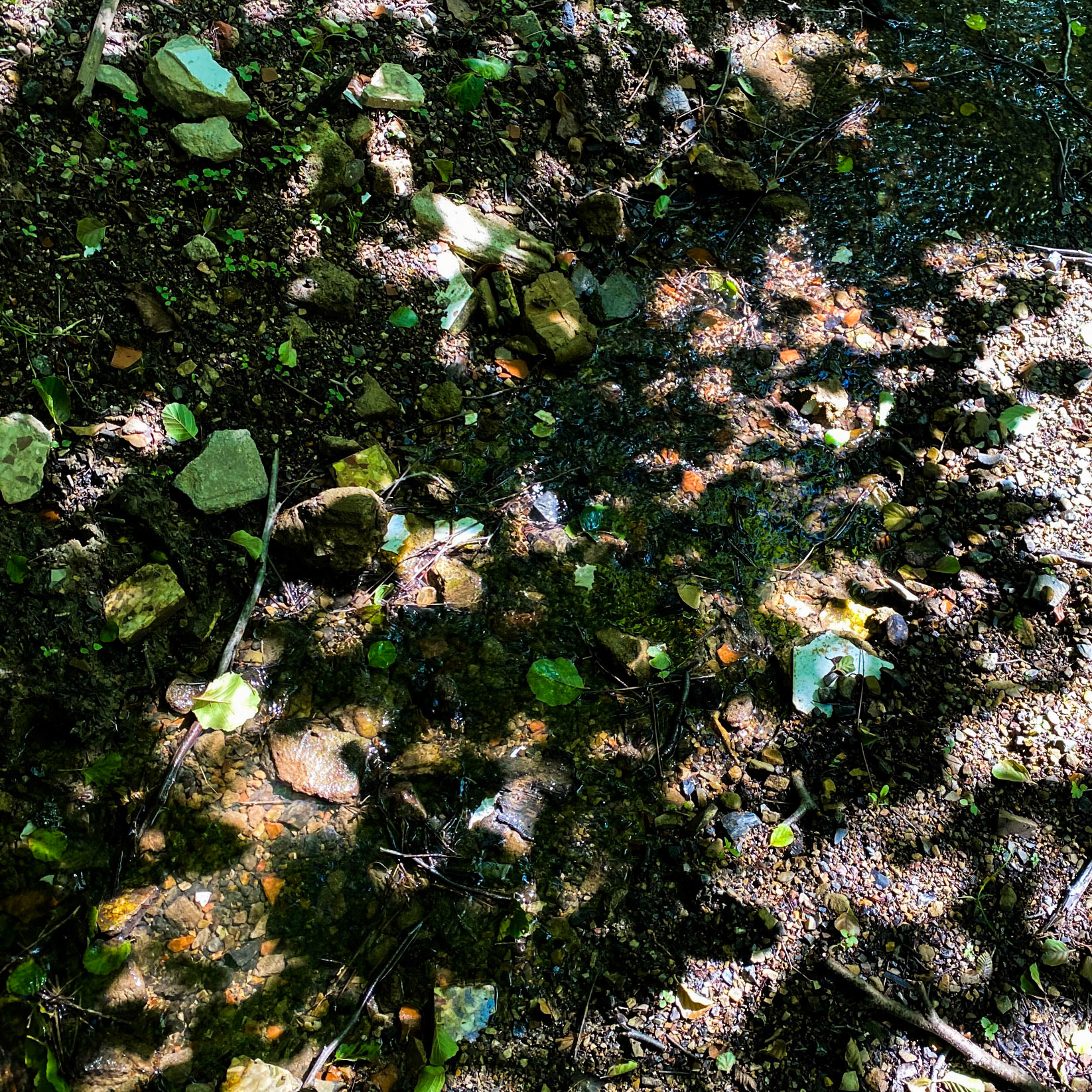 Darlık southeastern reservoir: dappled track