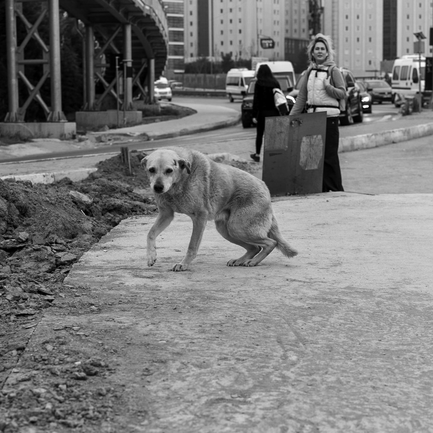 Kavacık köprüsü: street dog with Tasha behind