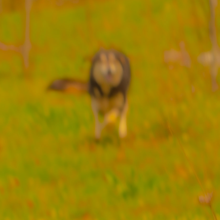 between Deǧirmen’s western tributary stream valley and Kozlu stream valley: Sparky runs towards me