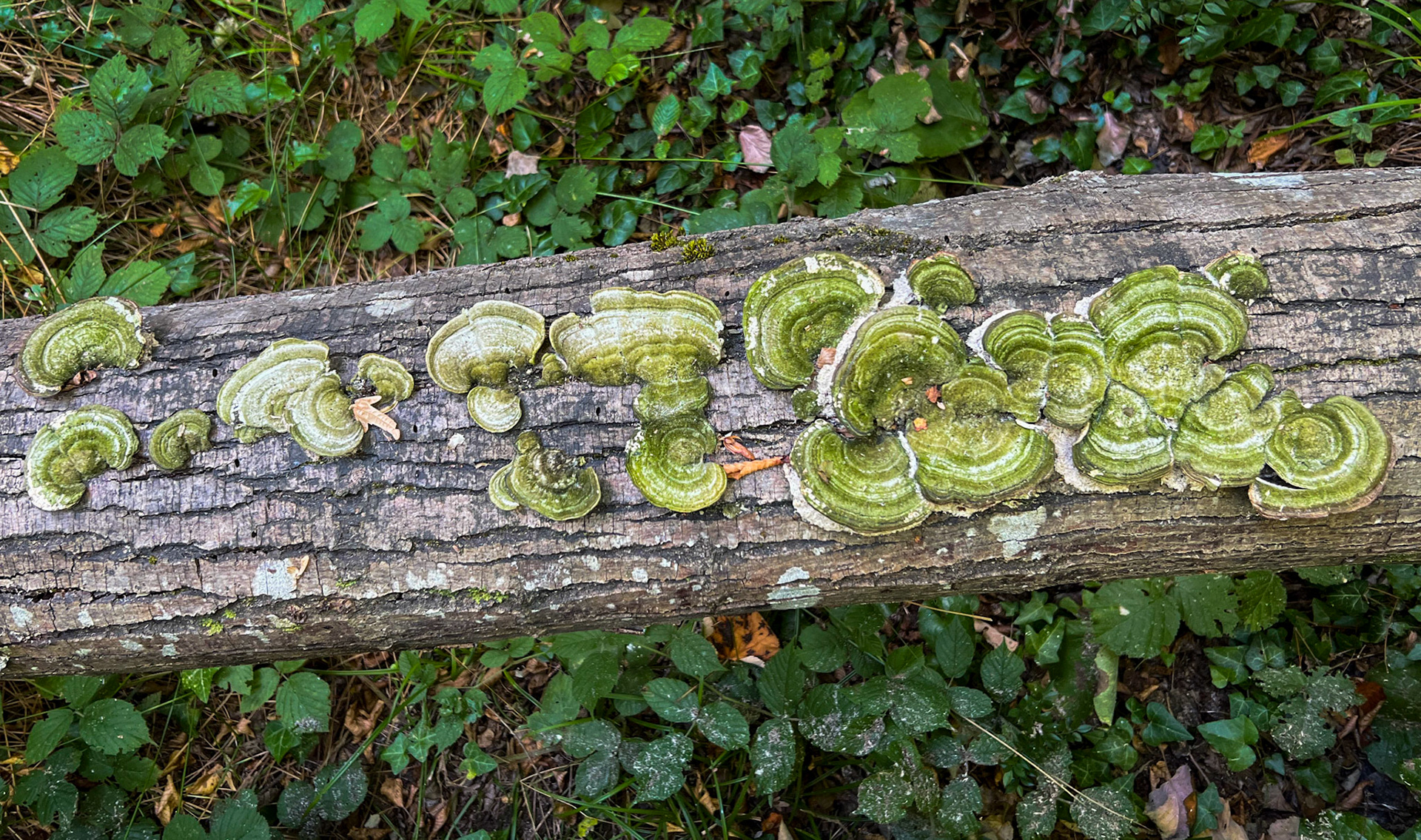 Ayhan Şahenk forest: green wood fungi