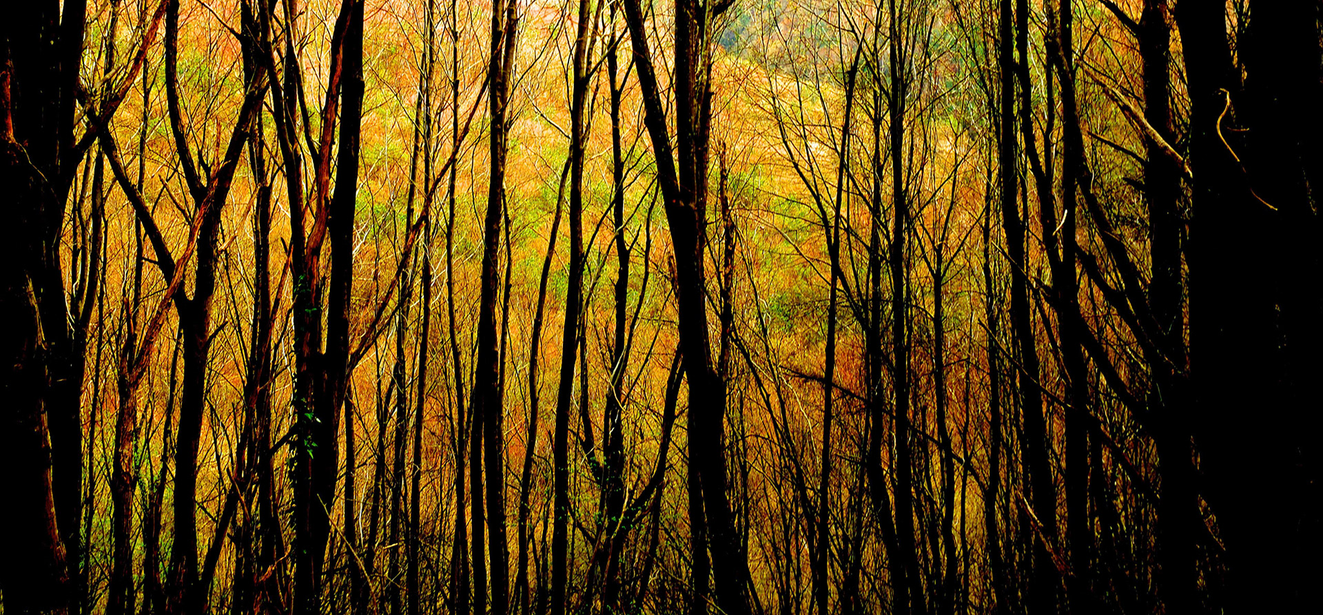 between Polonezköy &amp; Zerzevat: spring trees