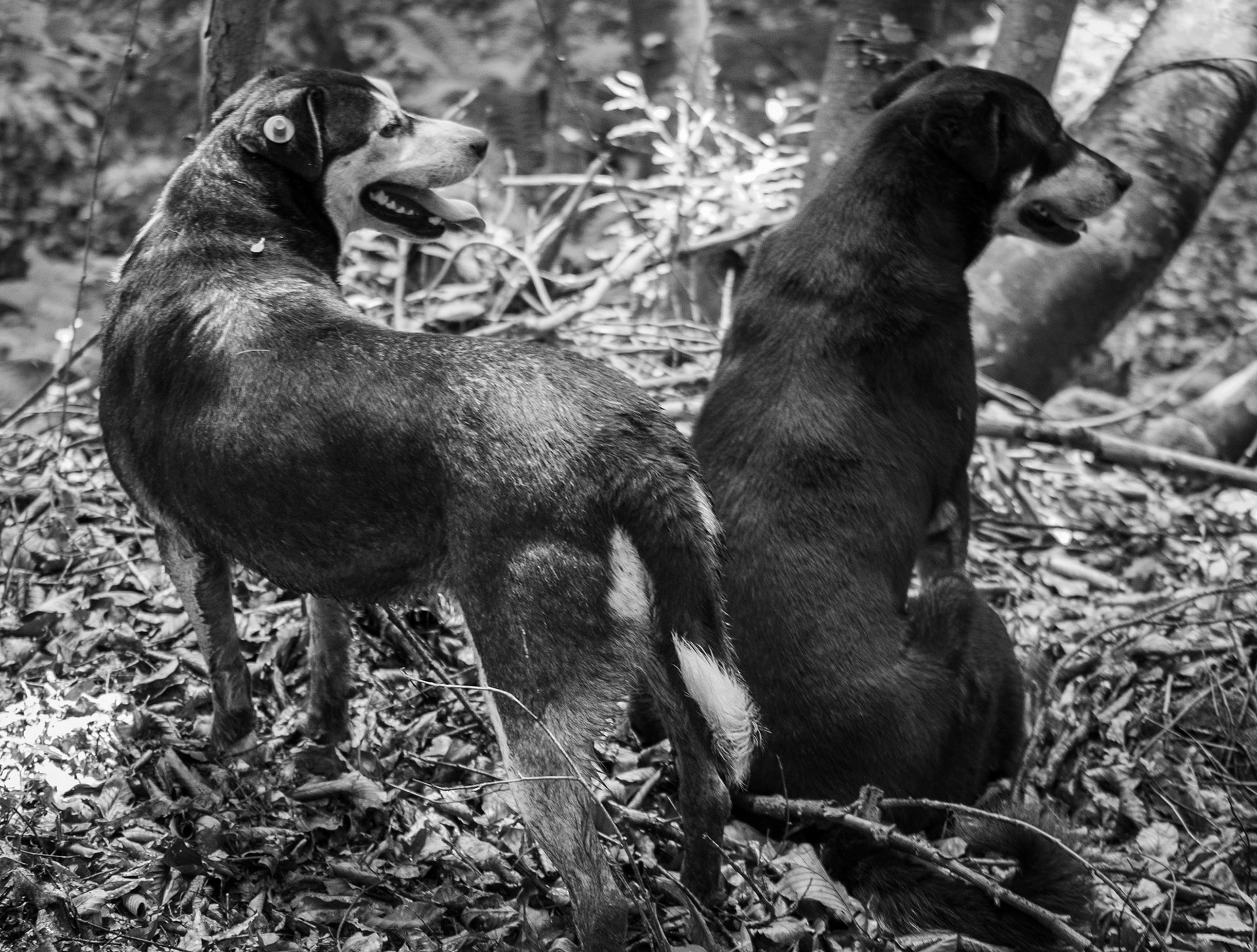 Zerzevatçı streamwalk: 2 of our daydogs