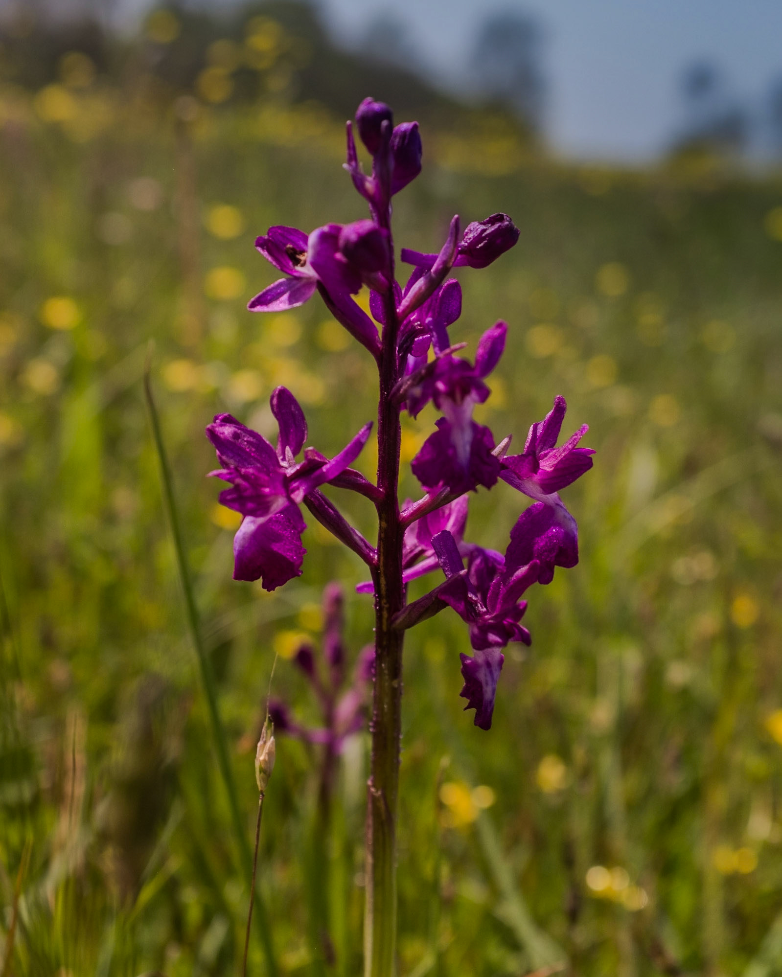 the first Sazlıdere flower meadow: a purple lax-flowered marsh orchid