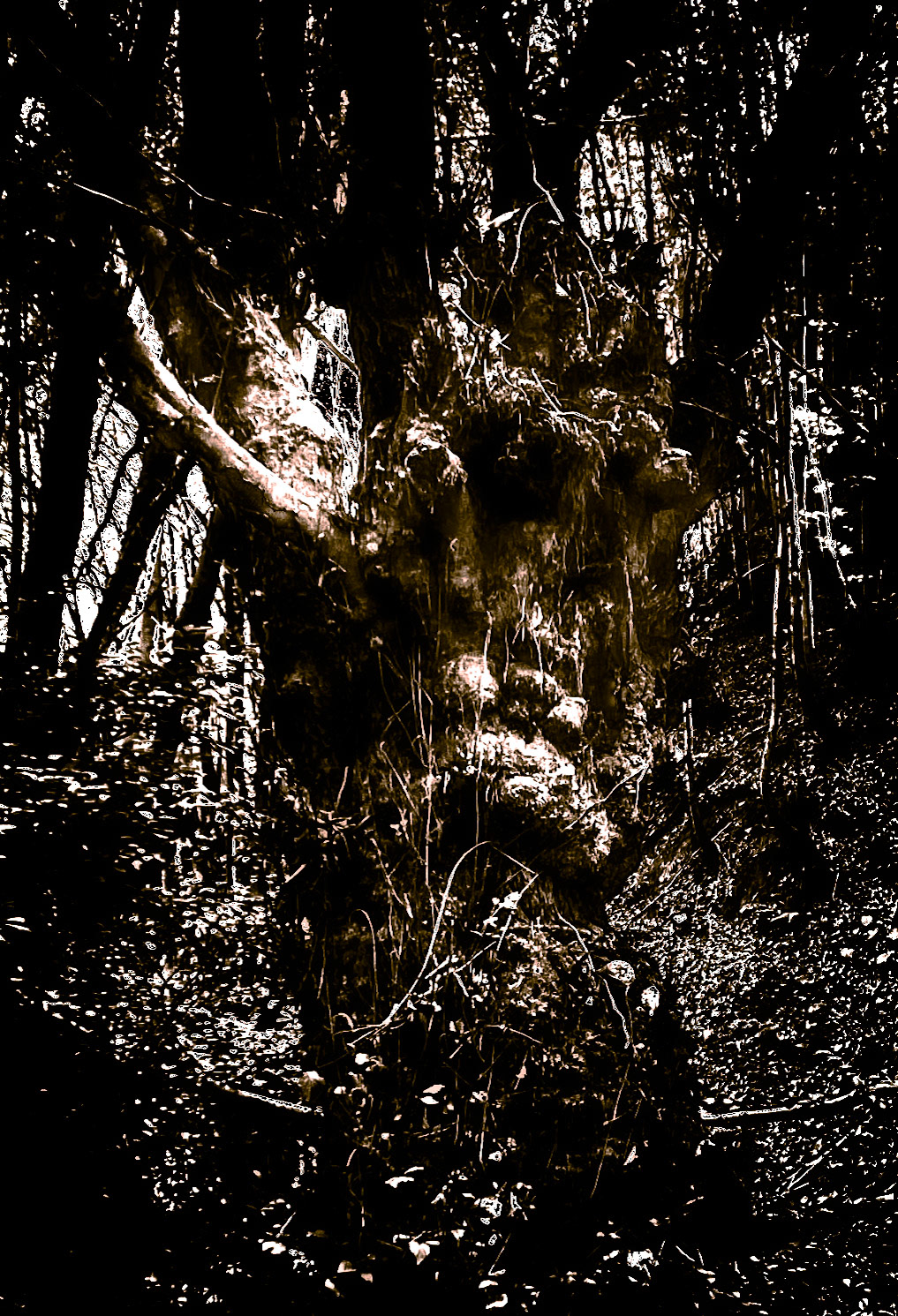 Zerzevat east streamwalk: old tree