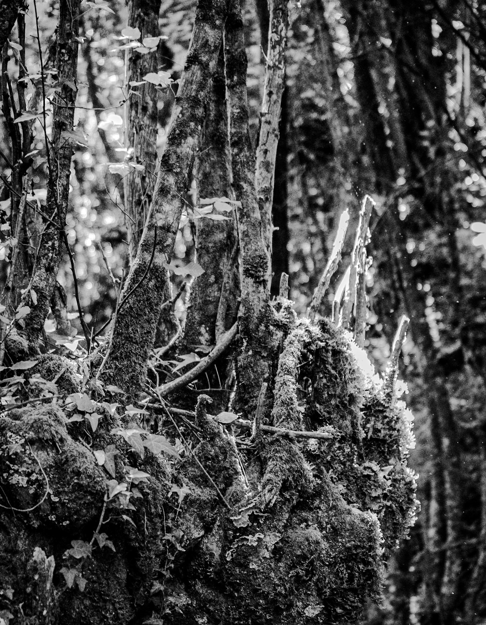 Kılıçlı southeastern stream walk: branches and sunlight