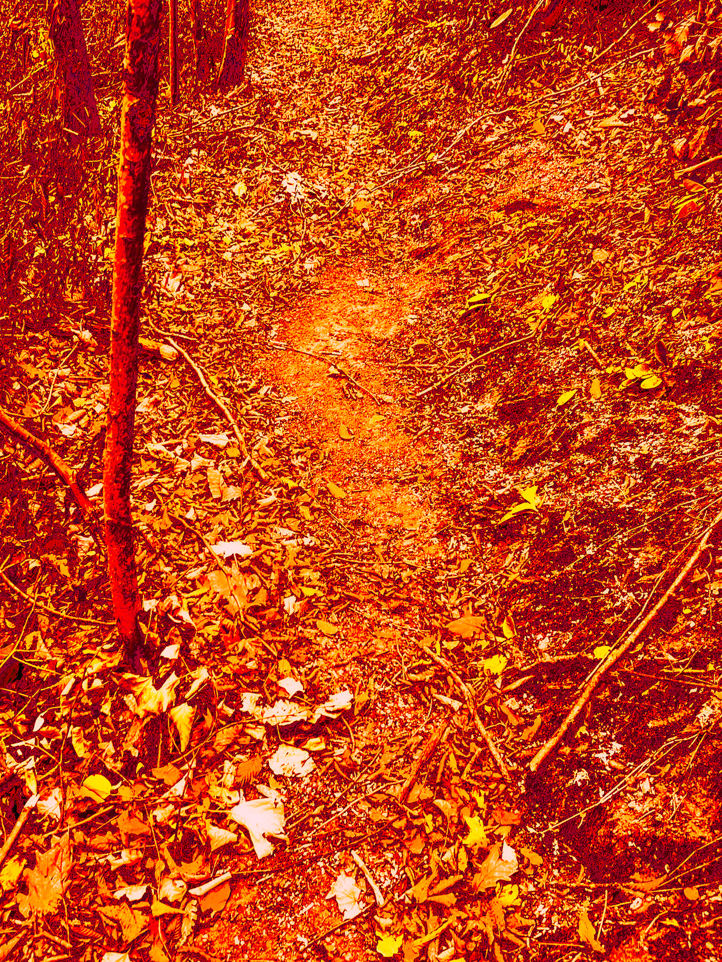 Kaynarca forest: a path