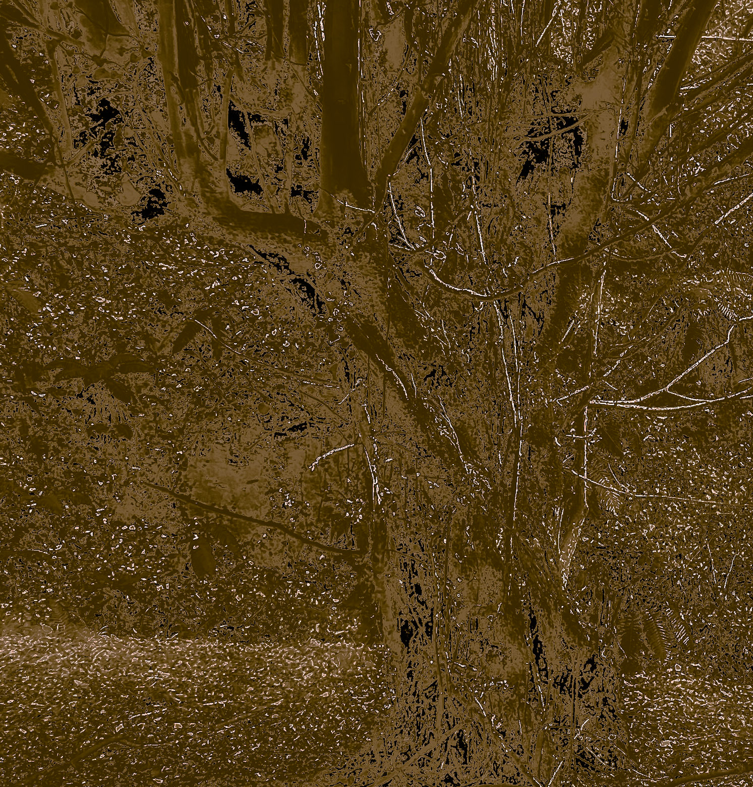 Kozlu valley: old tree