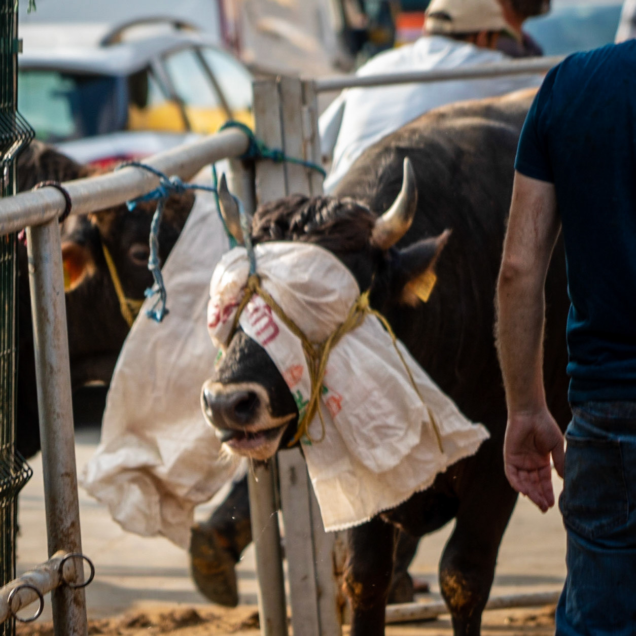 Alibeyköy Kurban Satış ve Kesim Alanı: bullock tied at the top of death row