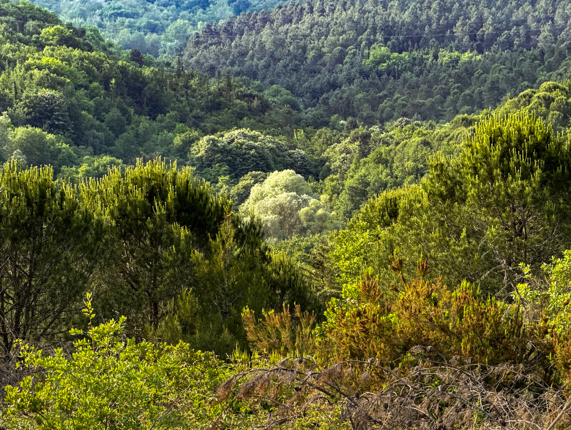 Beşmeşe western crest: view