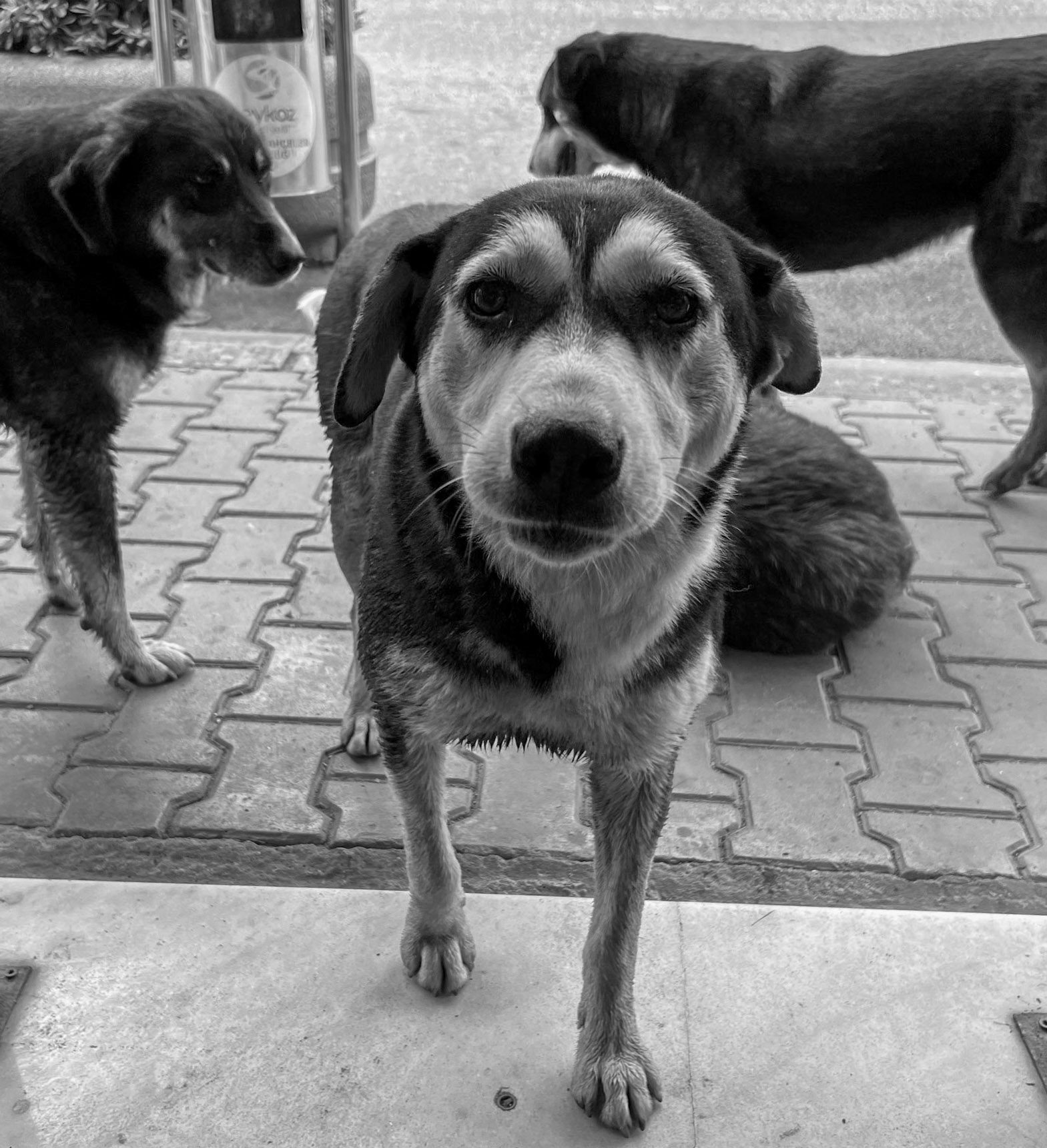 Alibahadır: our 4 daydogs