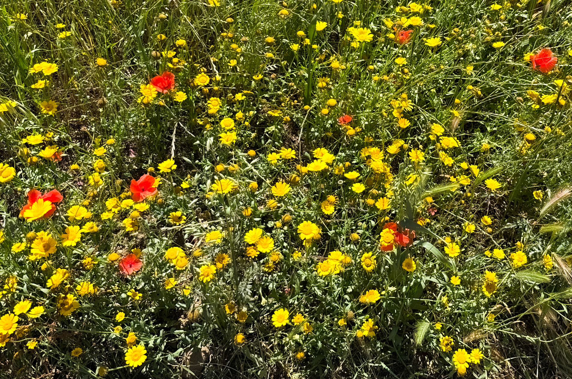 Filiboz poppy meadow: we were too late for many poppies but there were plenty of other flowers