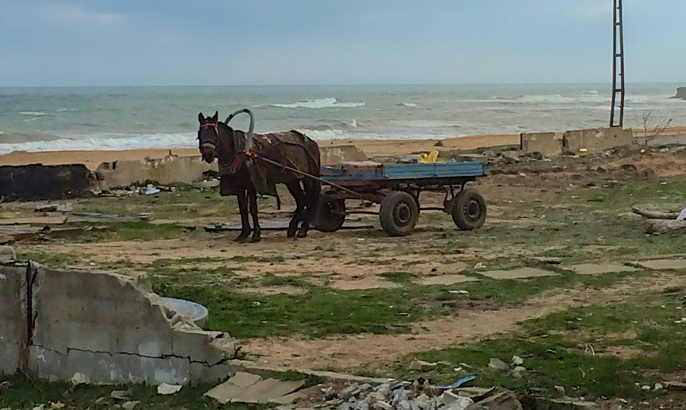 Yeniköy shore: horse and cart in a sad state