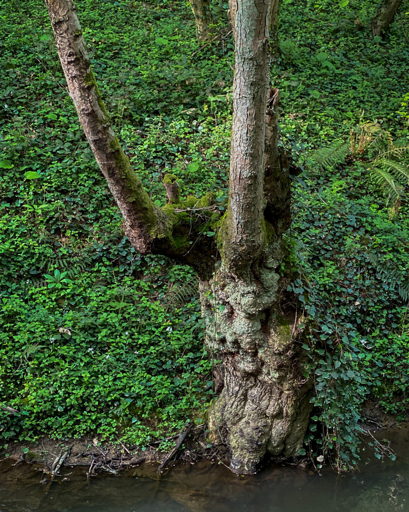 Polonezköy northern forest: stream and venerable tree