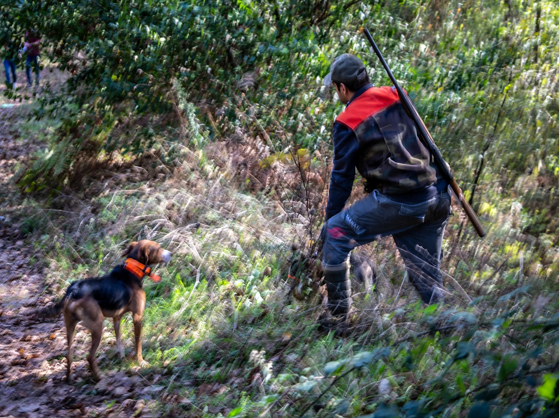 Paşamandıra forest: hunter and hunting dog
