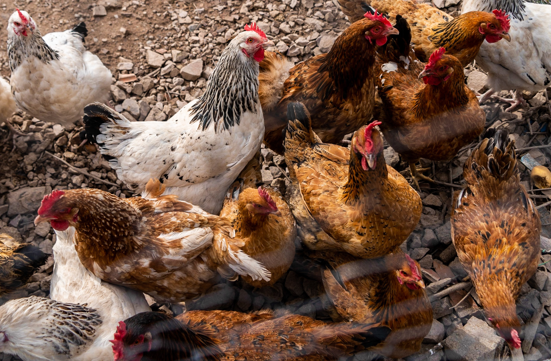 Mahmut Şevket Paşa: hens