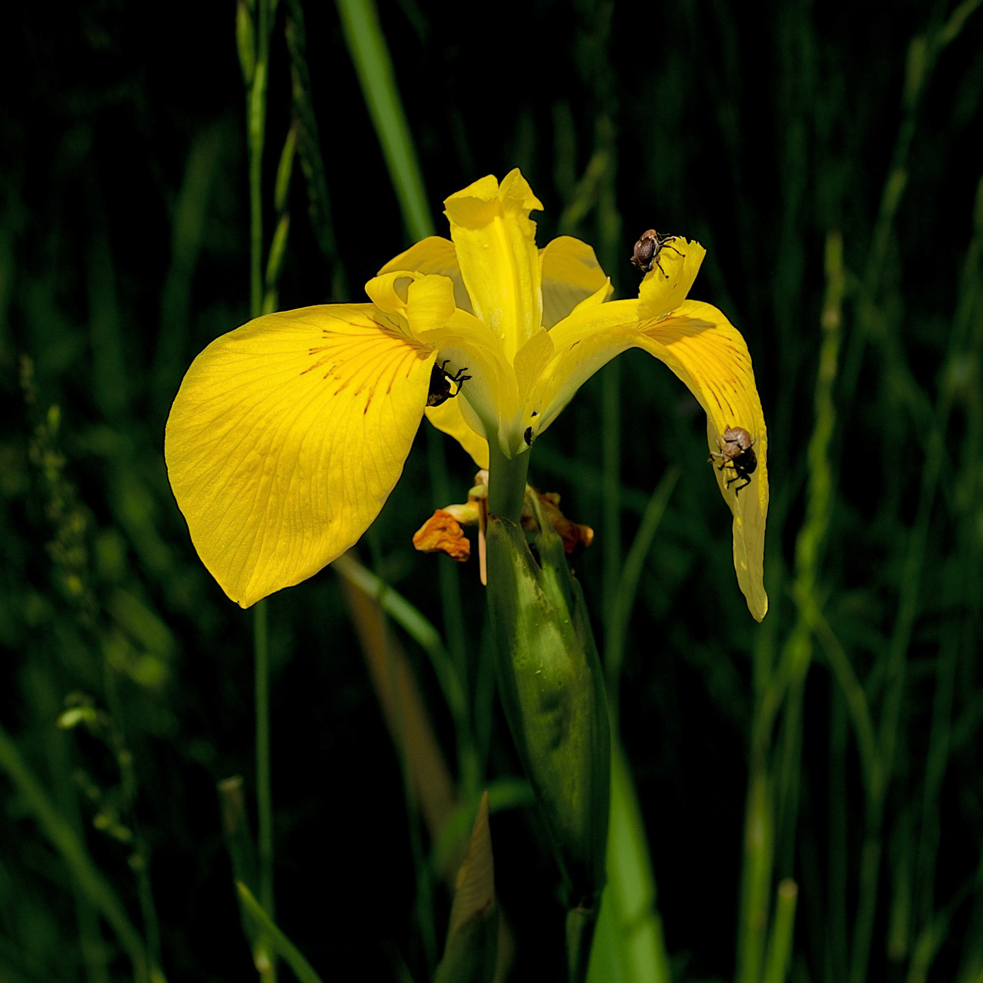 in the shallow Sazlıdere valley between Baklalı &amp; Dursunköy: a yellow flag iris with bugs
