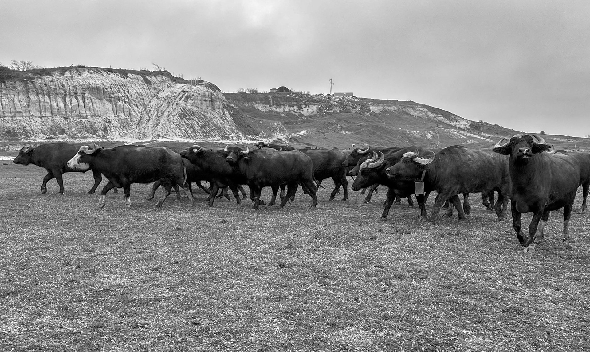 Yeniköy abandoned mineworkings: water buffalo herd on the move