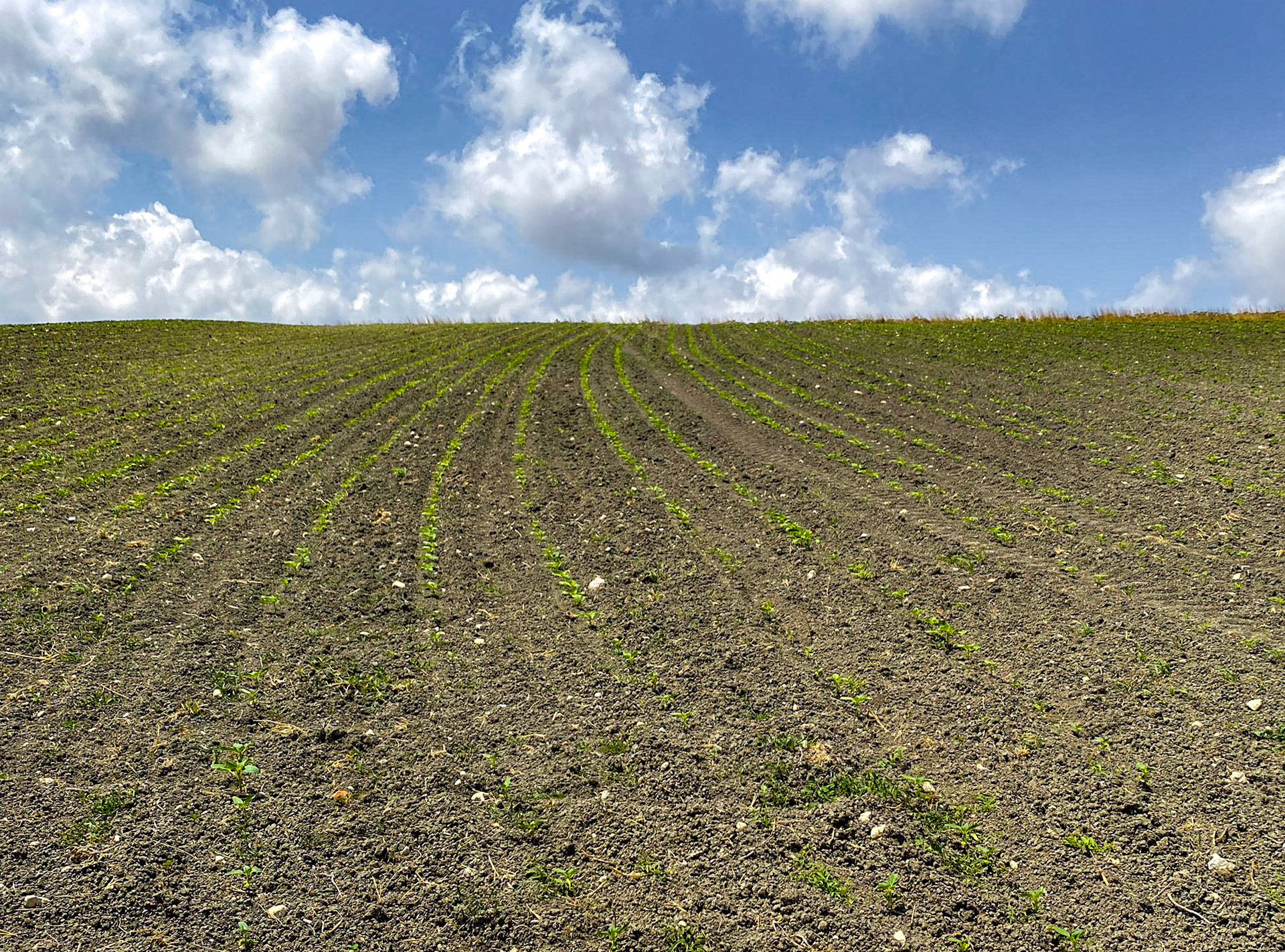 Dursunköy hill: a young sunflower crop