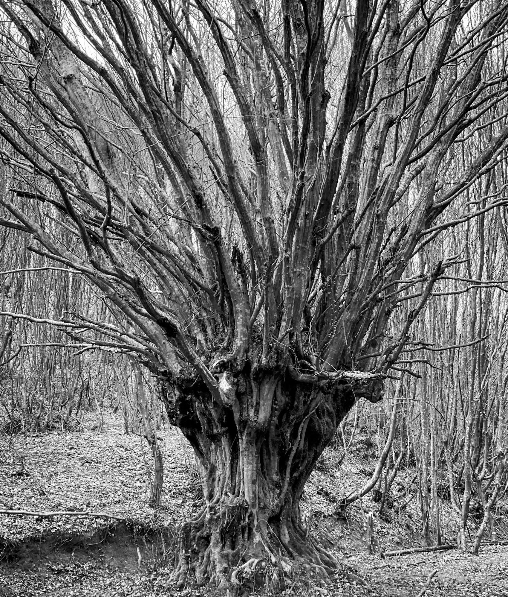 Kozu Deresi valleys: old trees