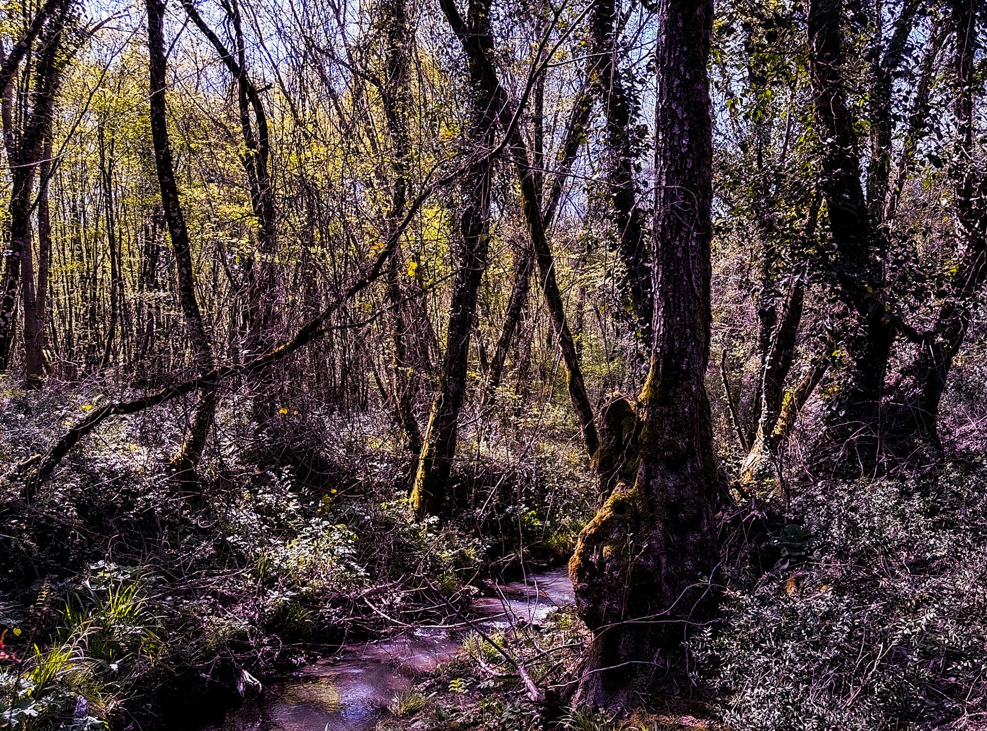 Polonezköy forest, Tabiat Parkı streamside walk: stream and trees