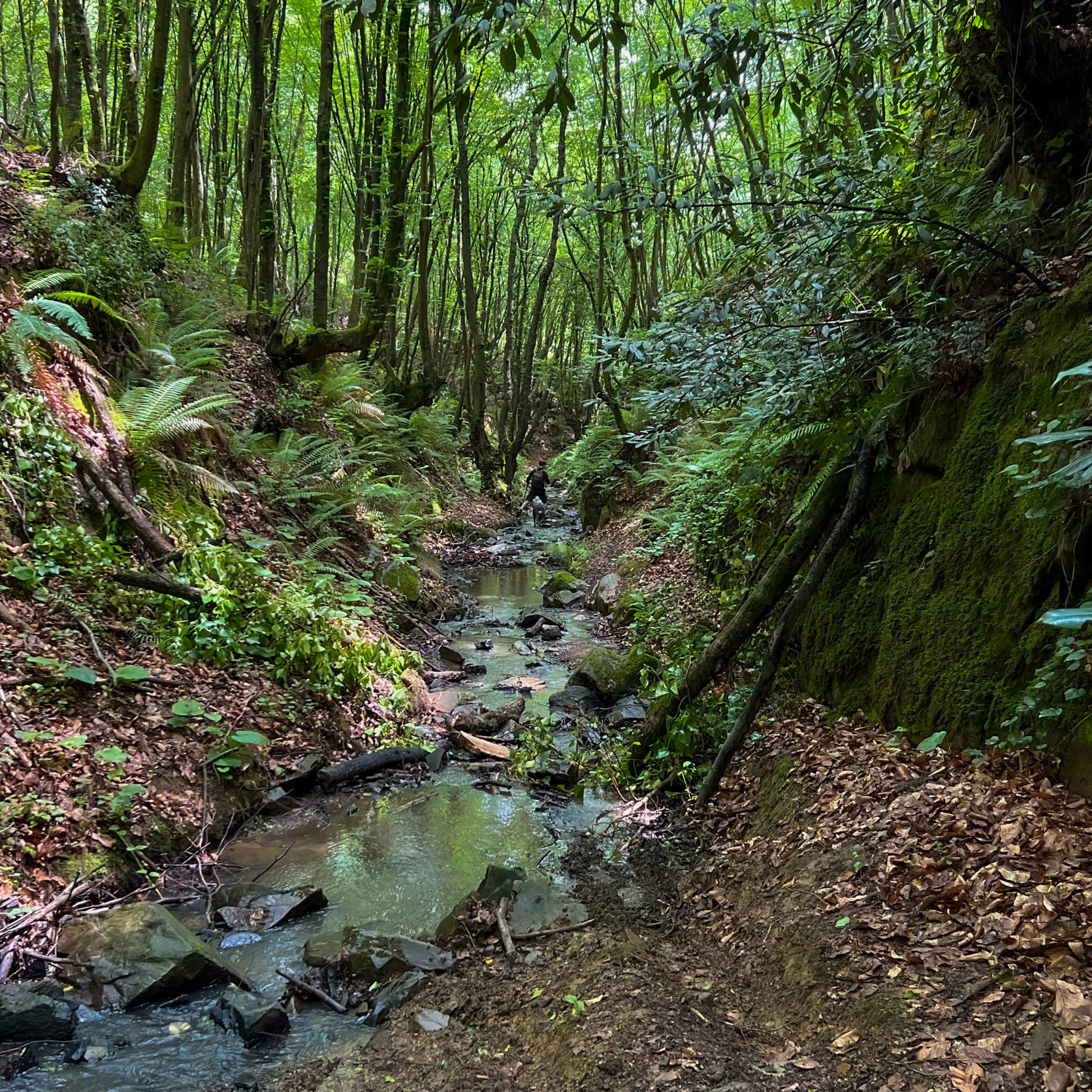 Zerzevatçı streamwalk: stream and hiker