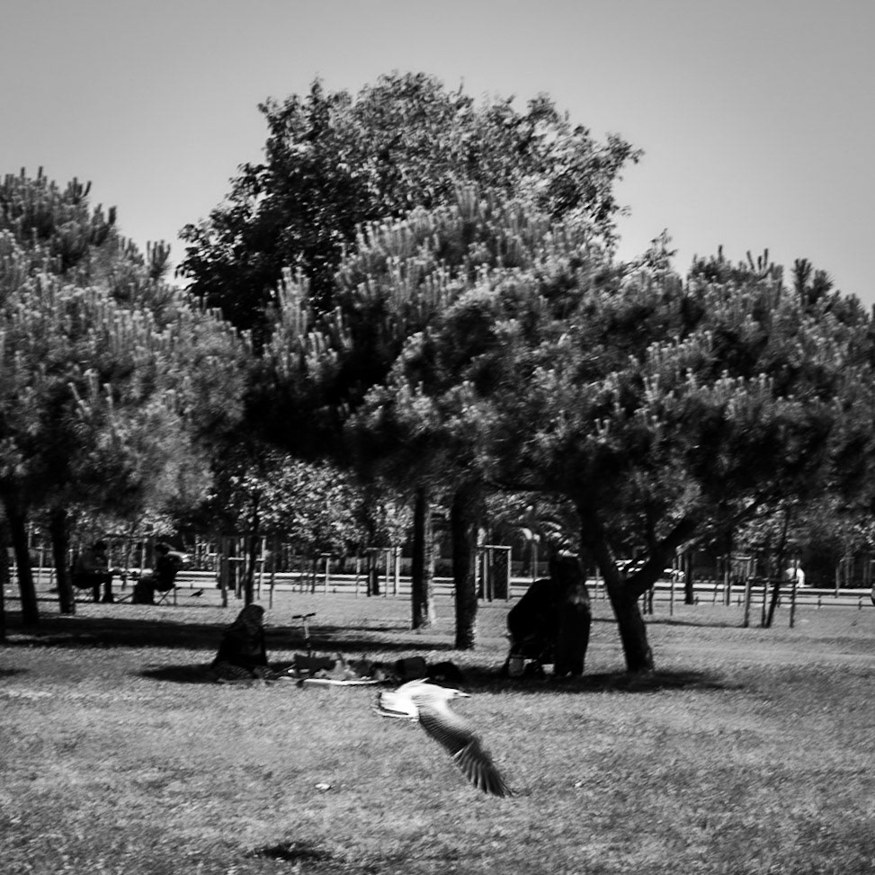 Küçükyalı: low-flying gull