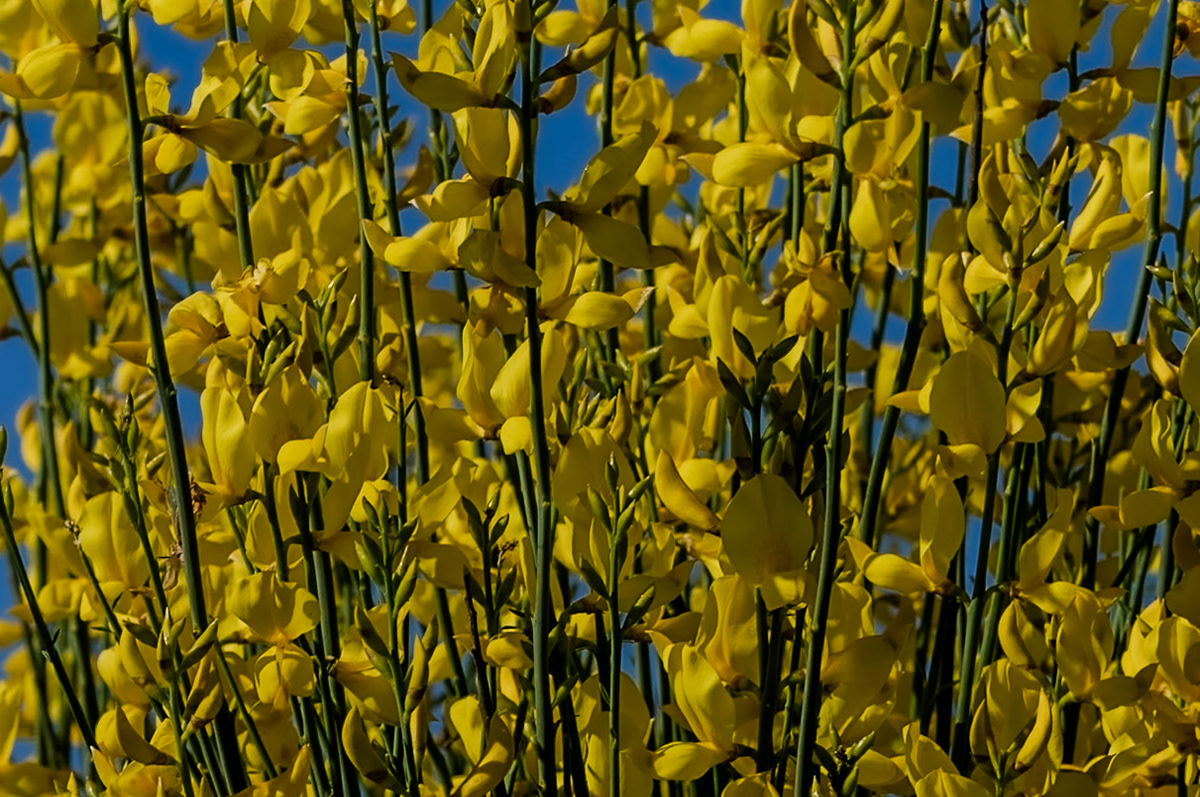 Sazlıdere stagnant river walk: gorse in flower