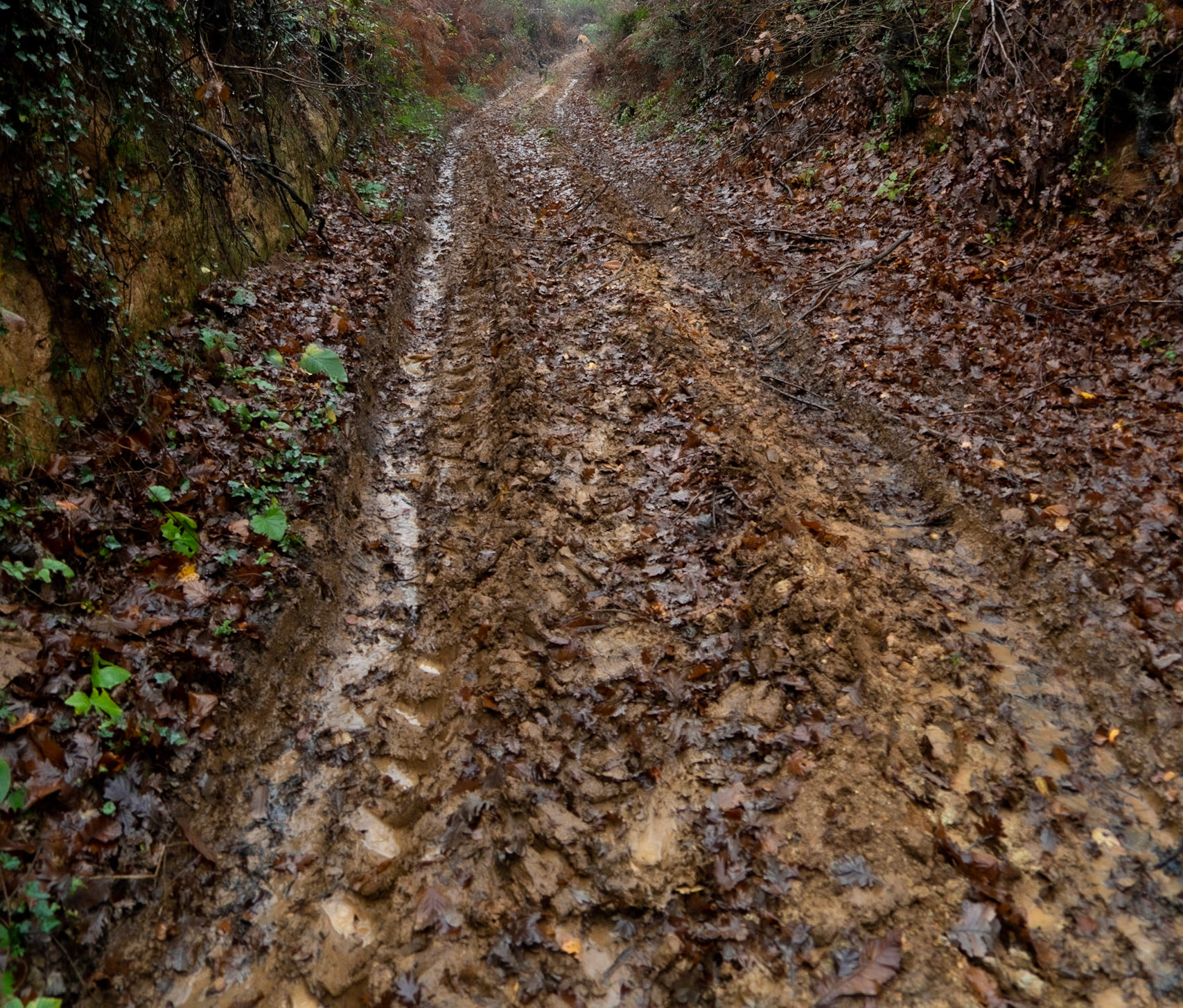 Kaynarca forest: muddy track