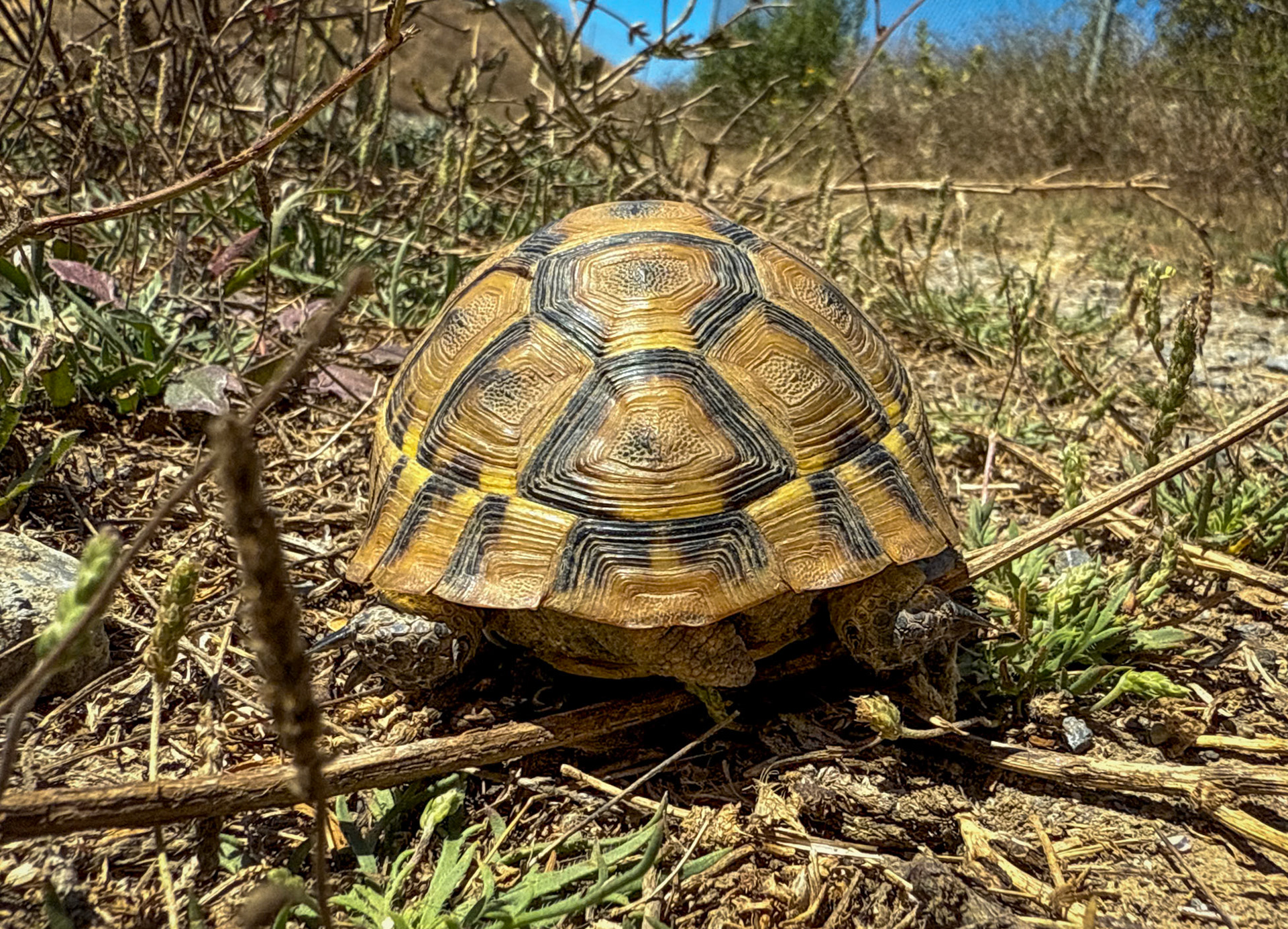 Zirve heaths: a young tortoise