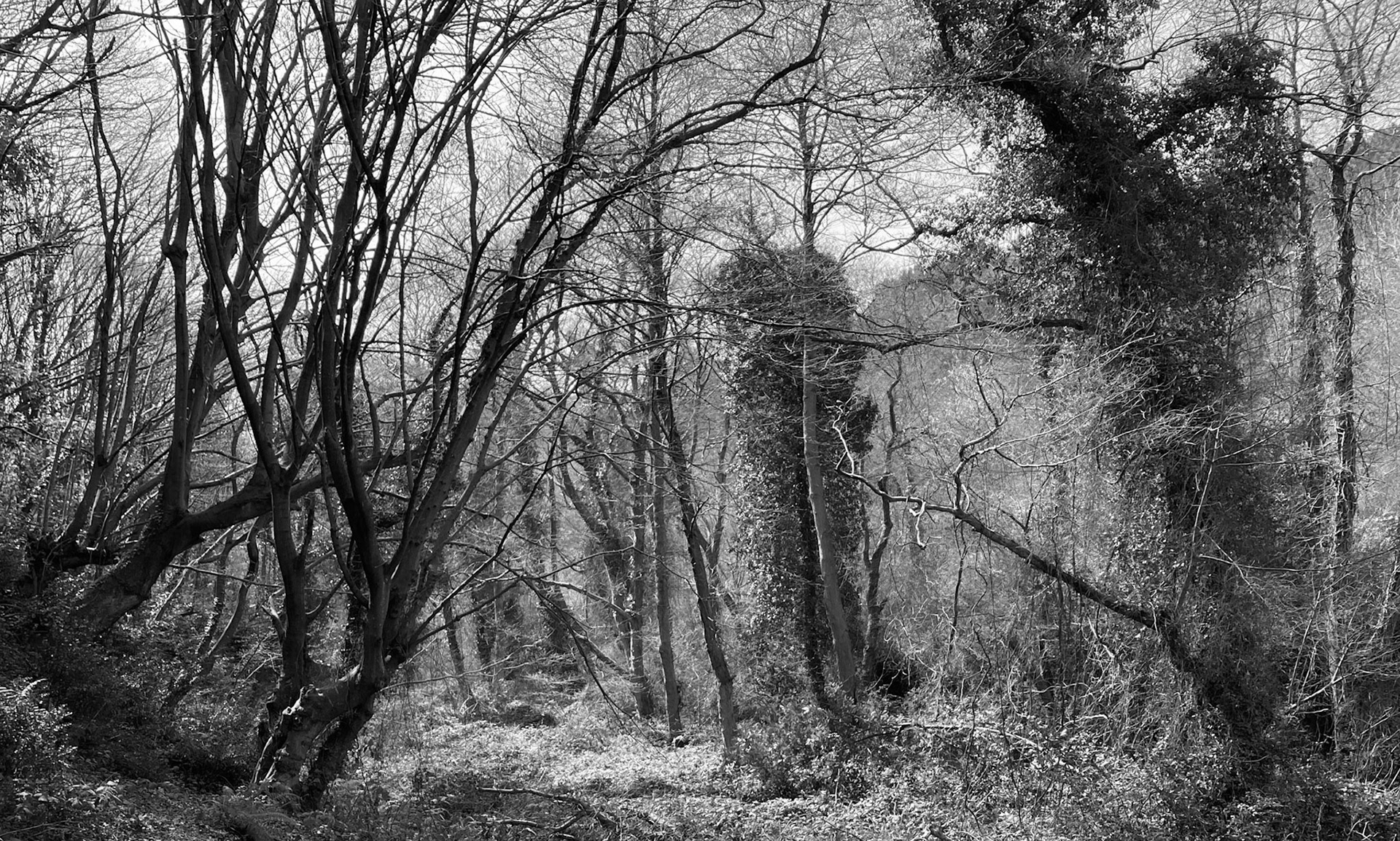 heading south from Poyraz: early spring woodland (the clearning where I was bitten)