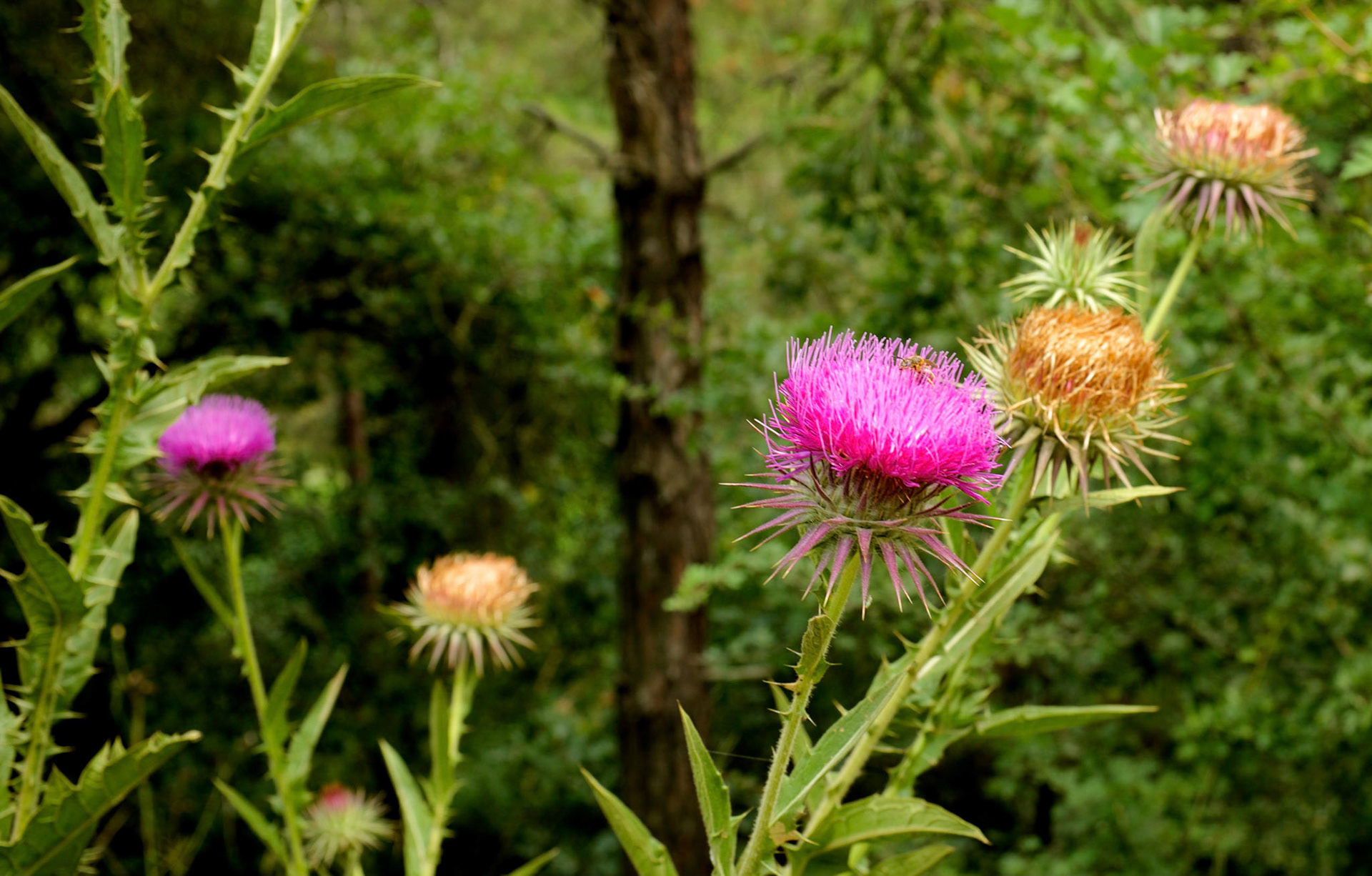 pink thistles beside the walking track which runs through the forest SE of Arnavutköy