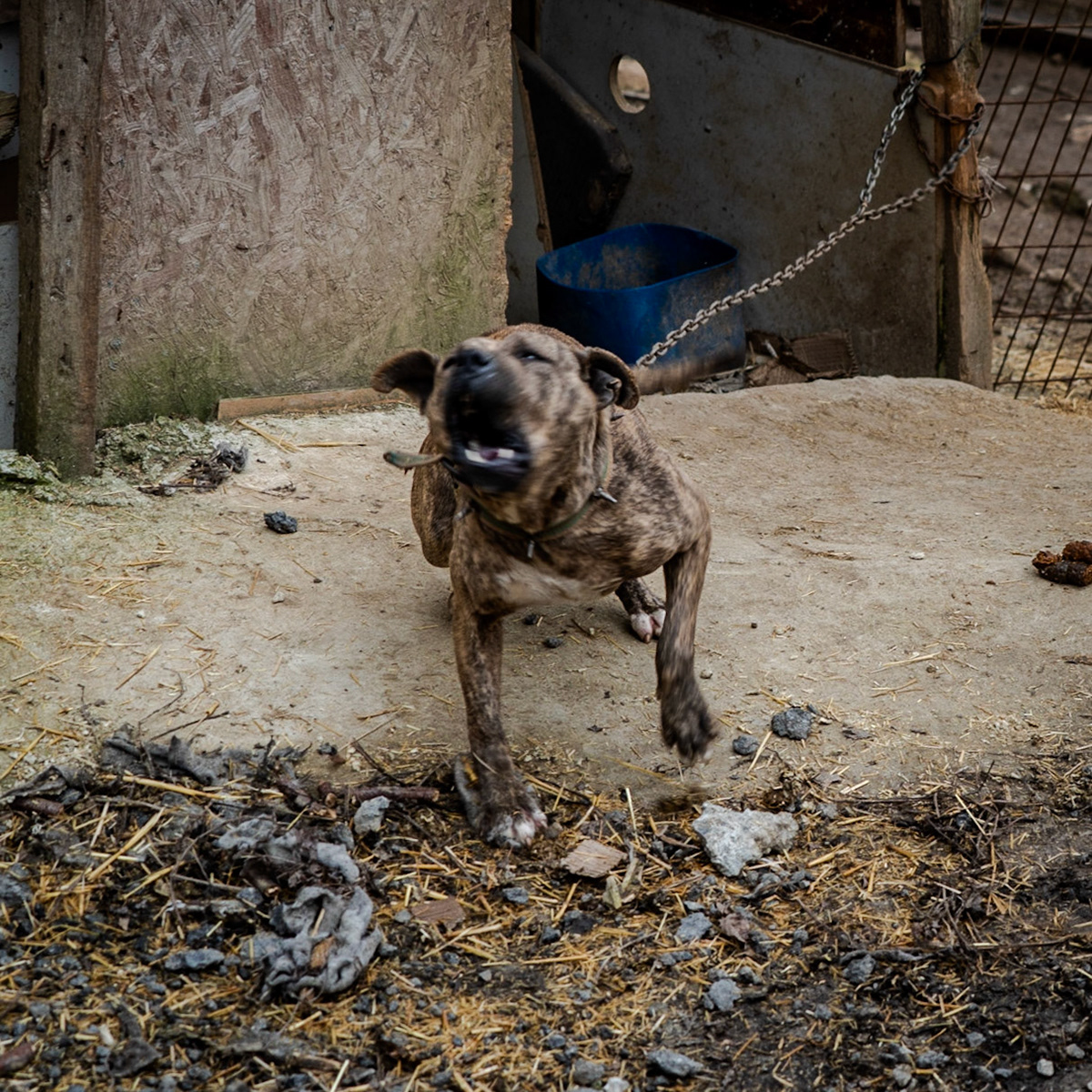Şamlar: a neurotic, cruelly-chained guard-dog