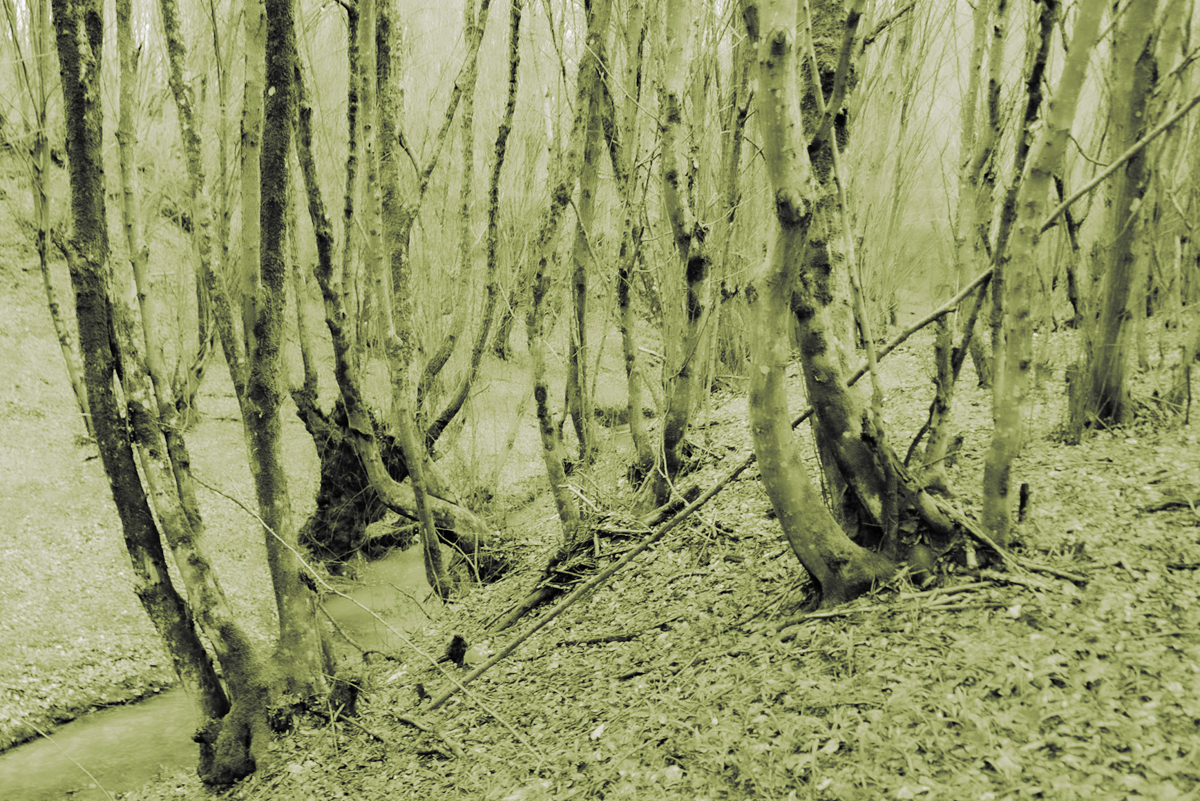 Kozu Deresi valleys: treescape