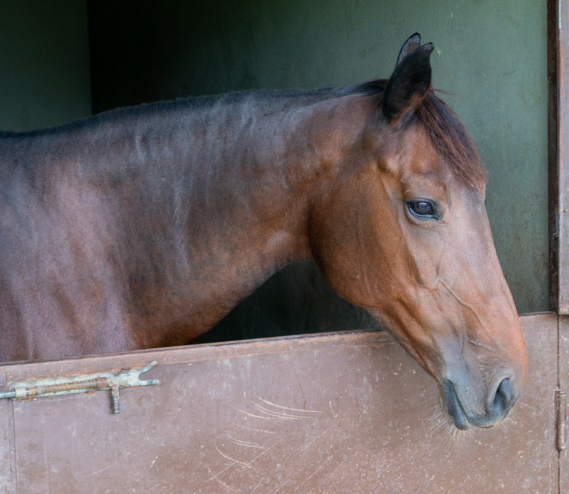 between Kılıçlı Köyü and İshaklıköy: horse in a riding stables