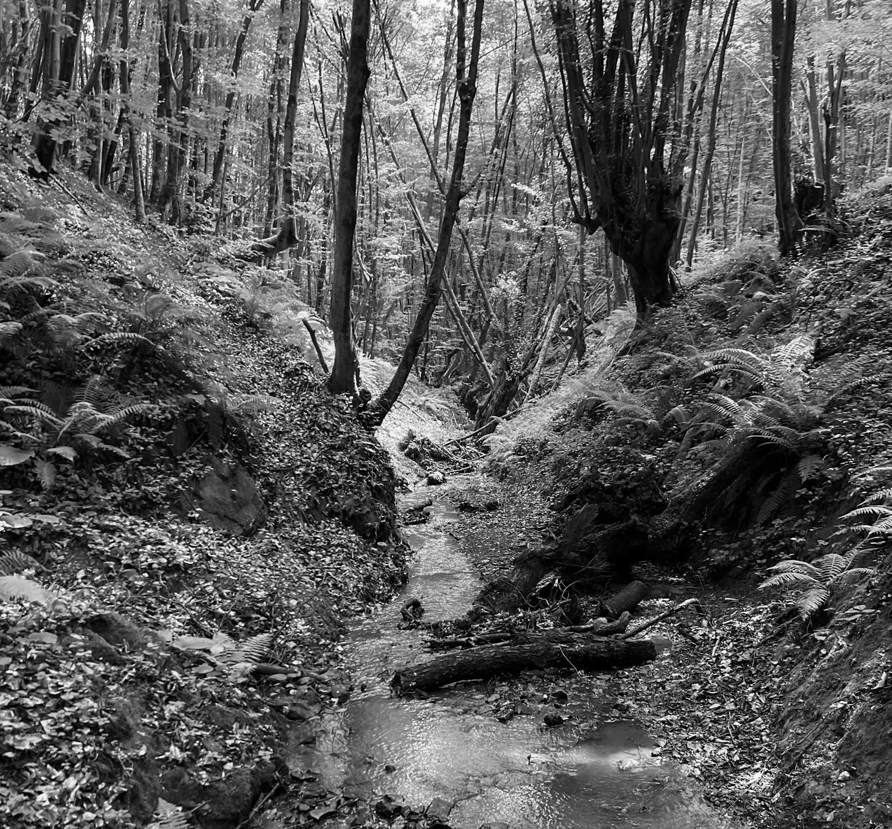 Zerzevatçı streamwalk: stream