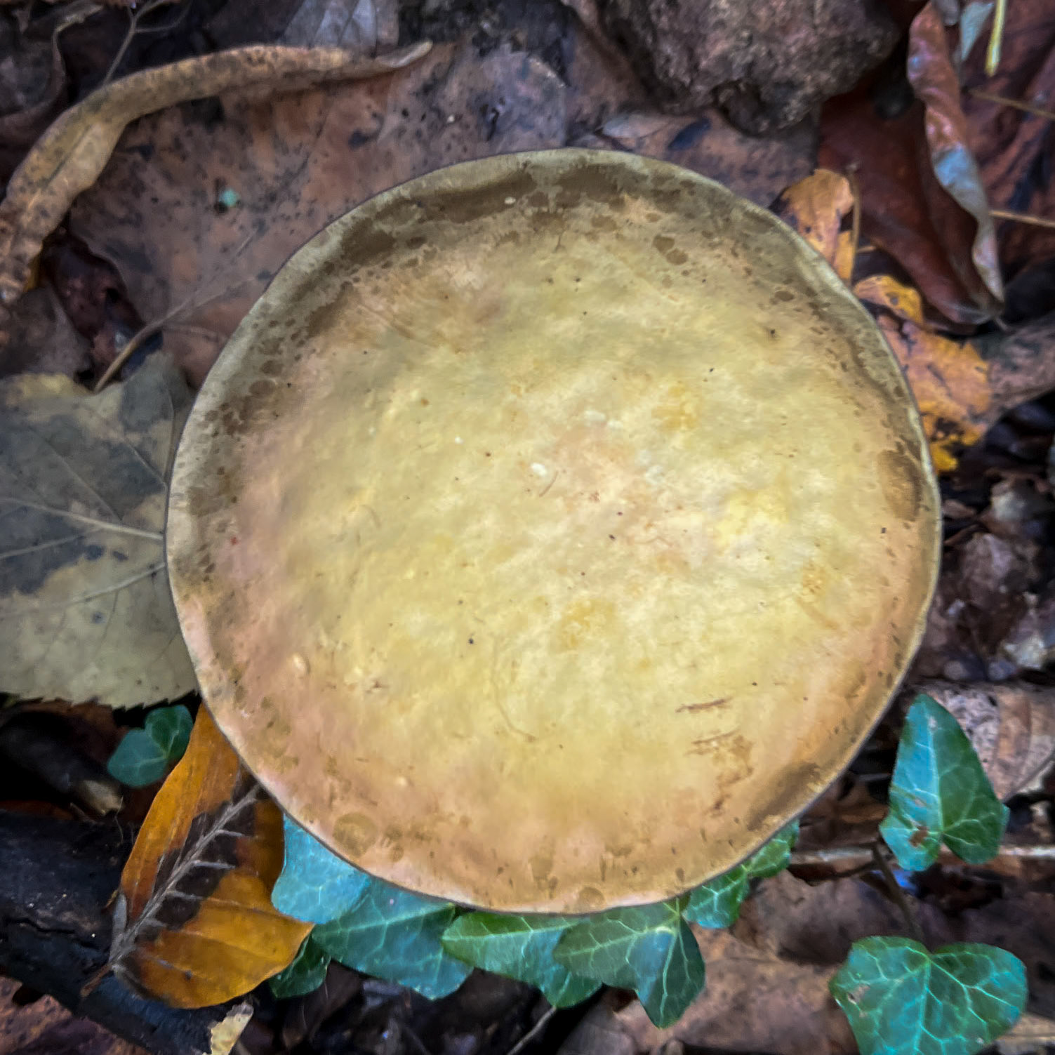 A Deǧirmen tributary streamwalk: fawn fungus