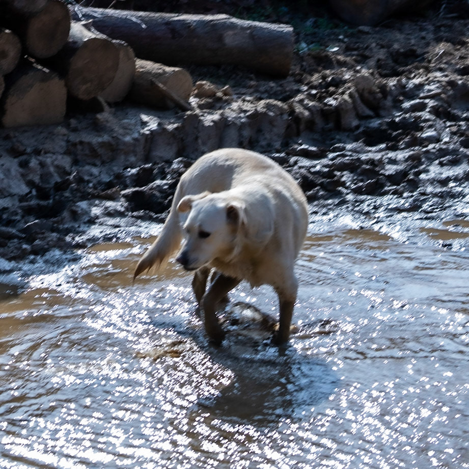 KYK wood: our first day dog takes a mud bath