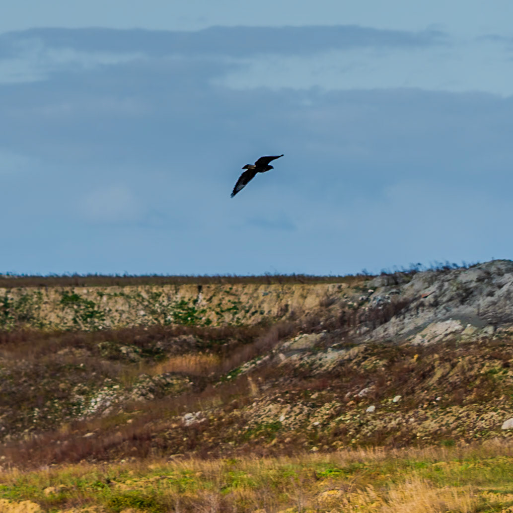 heading west from Akpınar: bird (wild pigeon?)