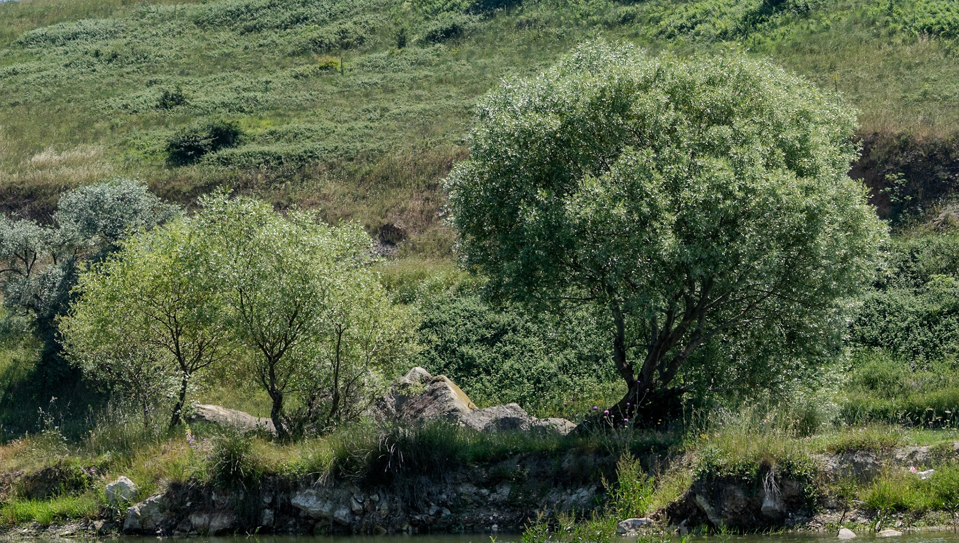 Filiboz Ottoman küfeki limestone quarry: silvery trees