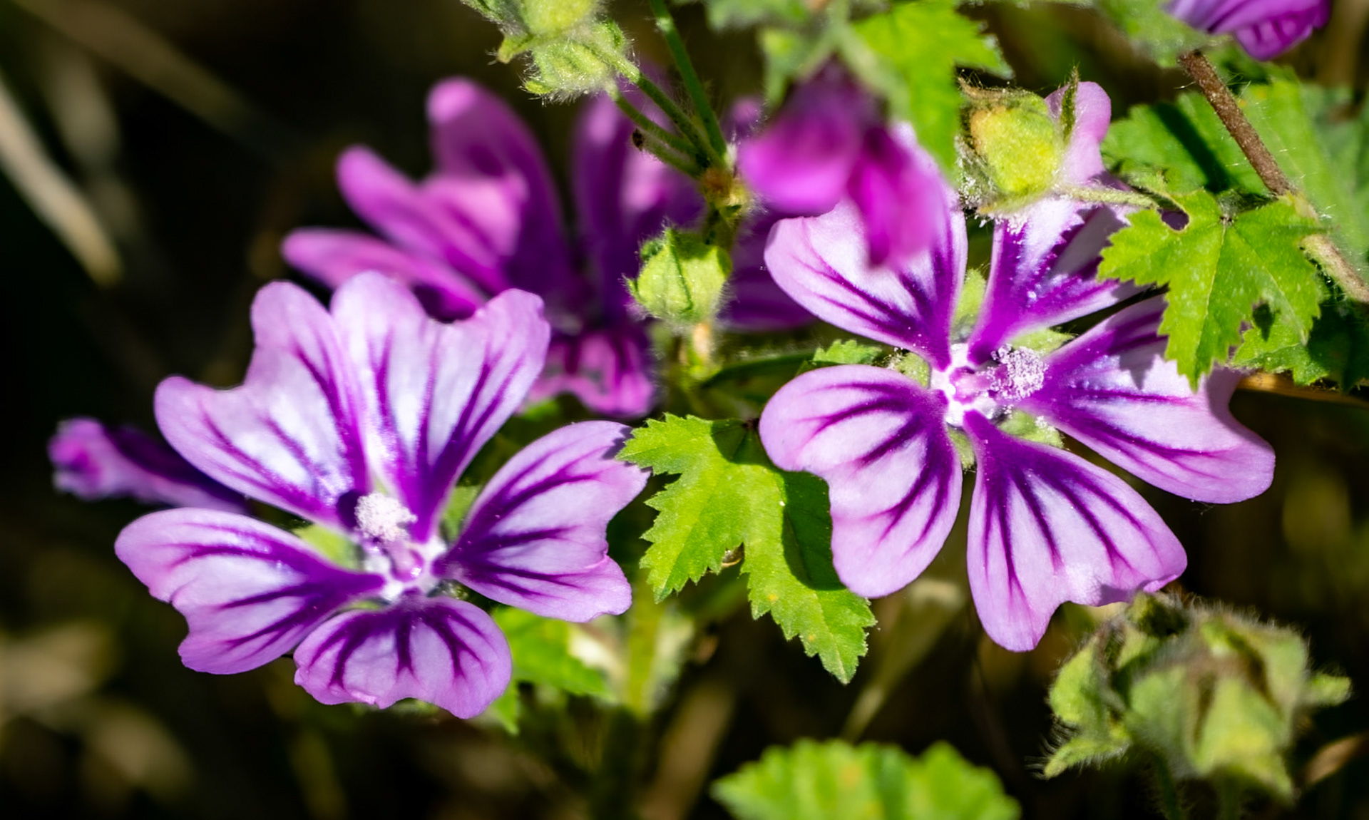 Filiboz: purple striped flowers