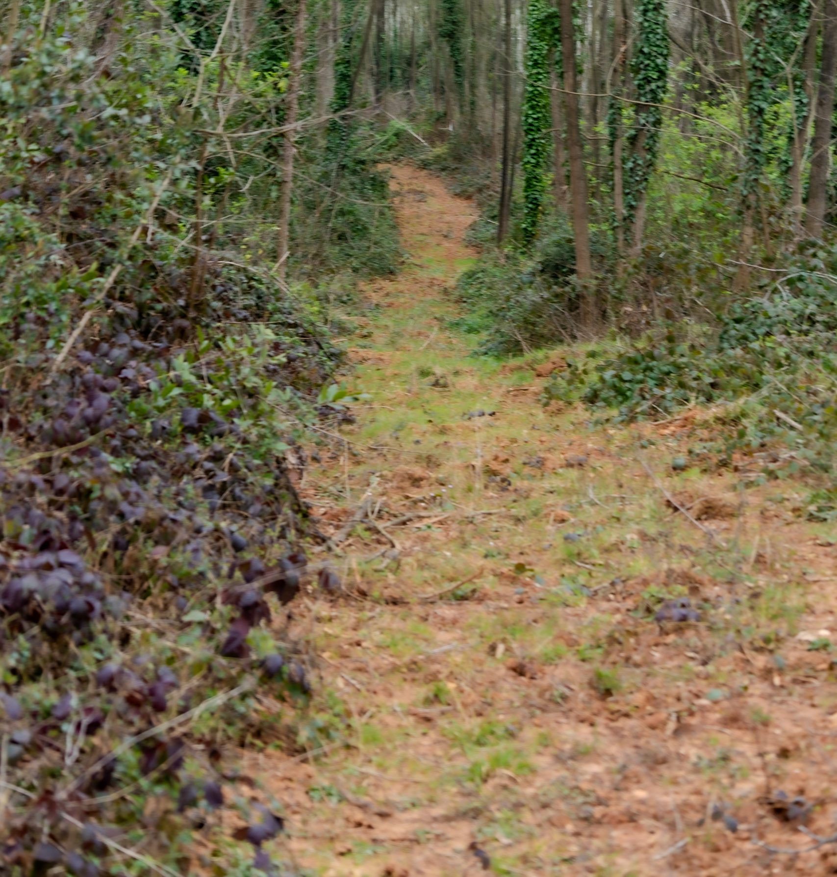Kaymakdonduran threatened wood: green and brown track